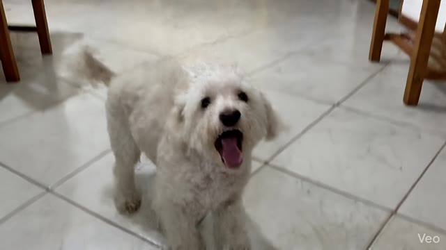Perrito Haru